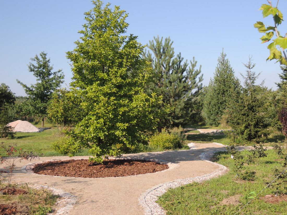 Rondo Cieplaka, nazwane tak przez ukraińskich współpracowników, od którego rozwidlają się ogrodowe ścieżki