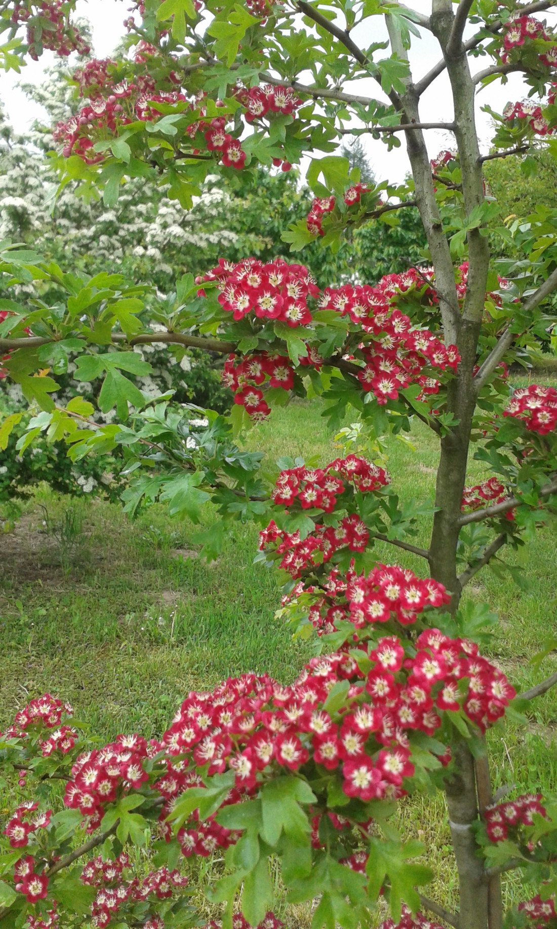 Głóg dwuszyjkowy (<i>Crataegus laevigata</i>) 