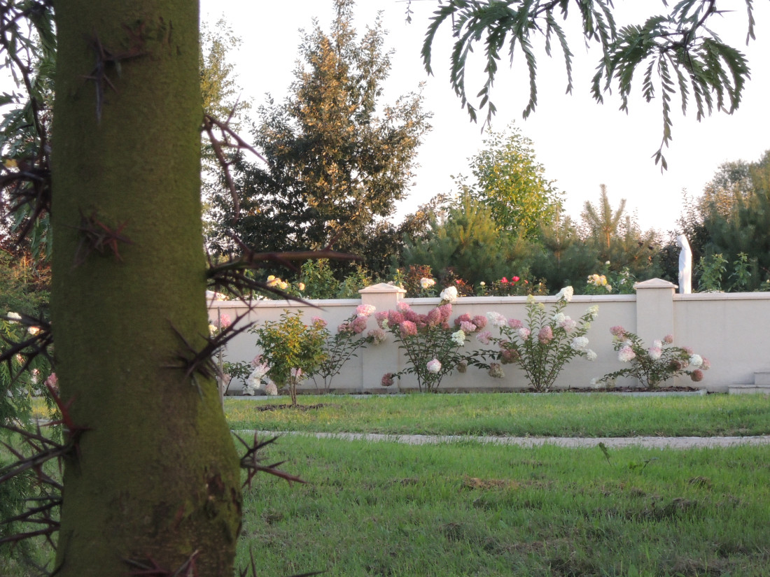 Na pierwszym planie glediczja trójcierniowa (<i>Gleditsia triacanthos</i>) 